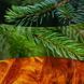 Ароматична свічка з ароматом свіжозрізаної ялини Woodwick Ellipse Fraser Fir 453 г